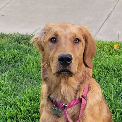 Kodi, a golden retriever, sitting on grass